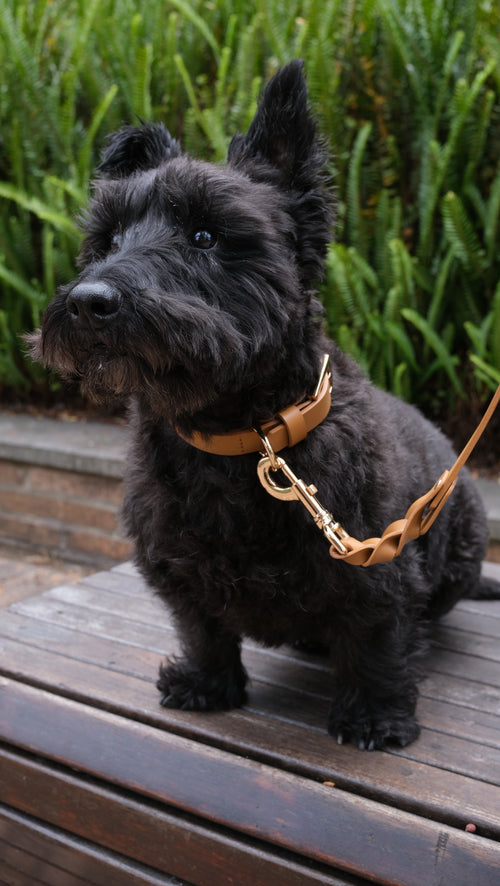 Caramelo Collar